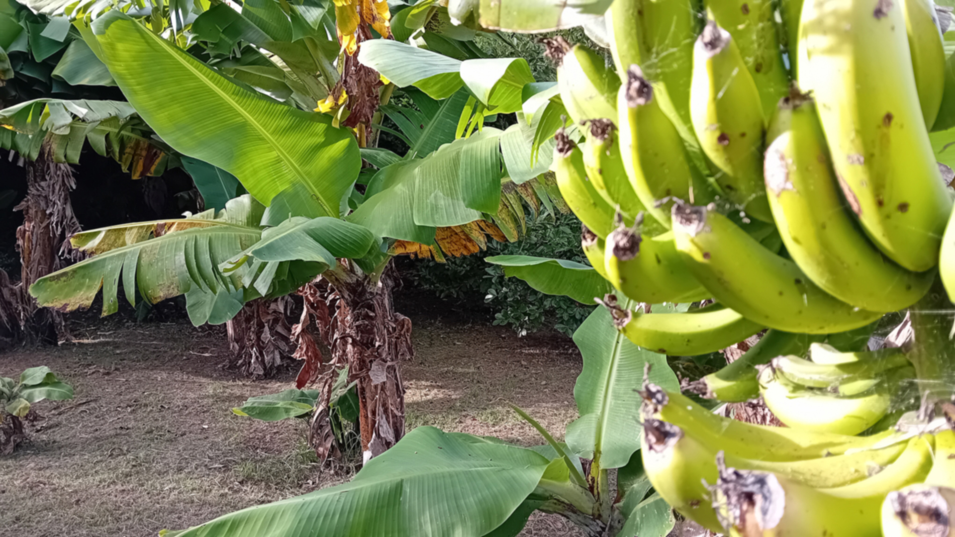 Faial Cottage (Azores) Banana Trees